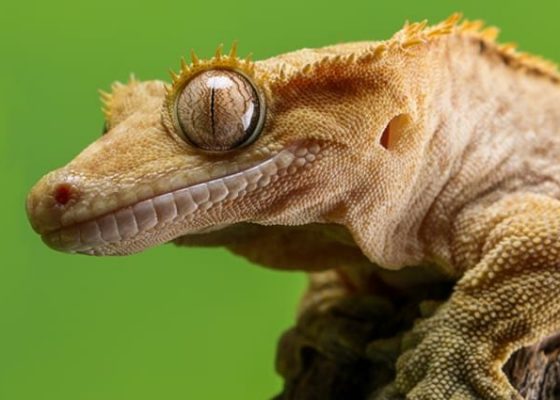 Crested-Gecko-2-650x425