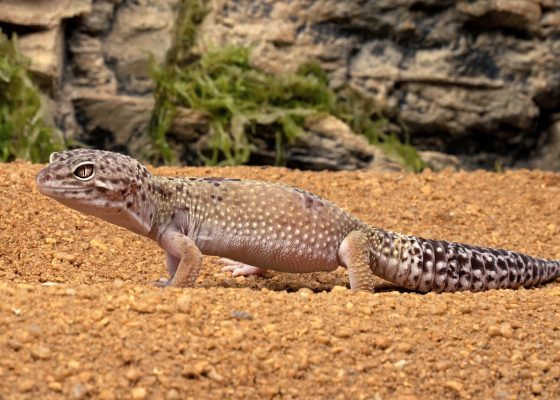 animals_leopardgecko_0