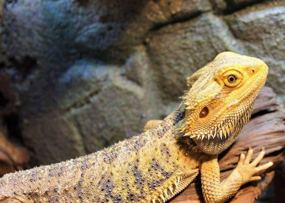 bearded-dragon