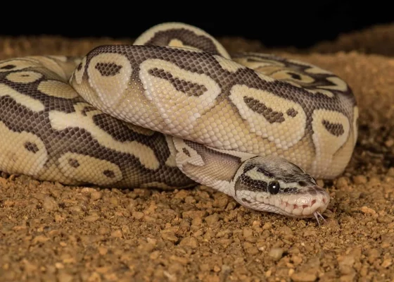 pastel-ball-python.jpg